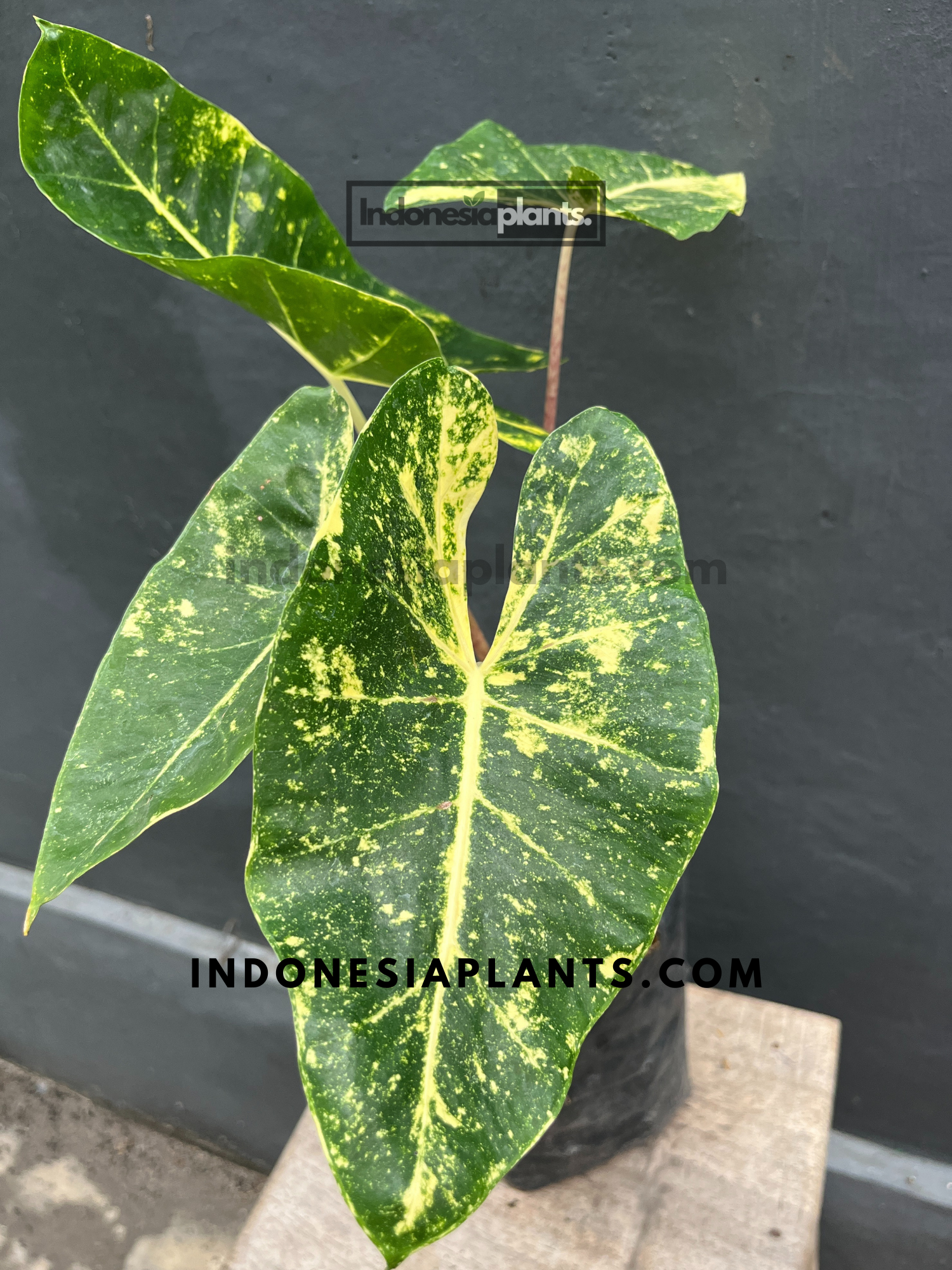 Alocasia New Guinea Gold