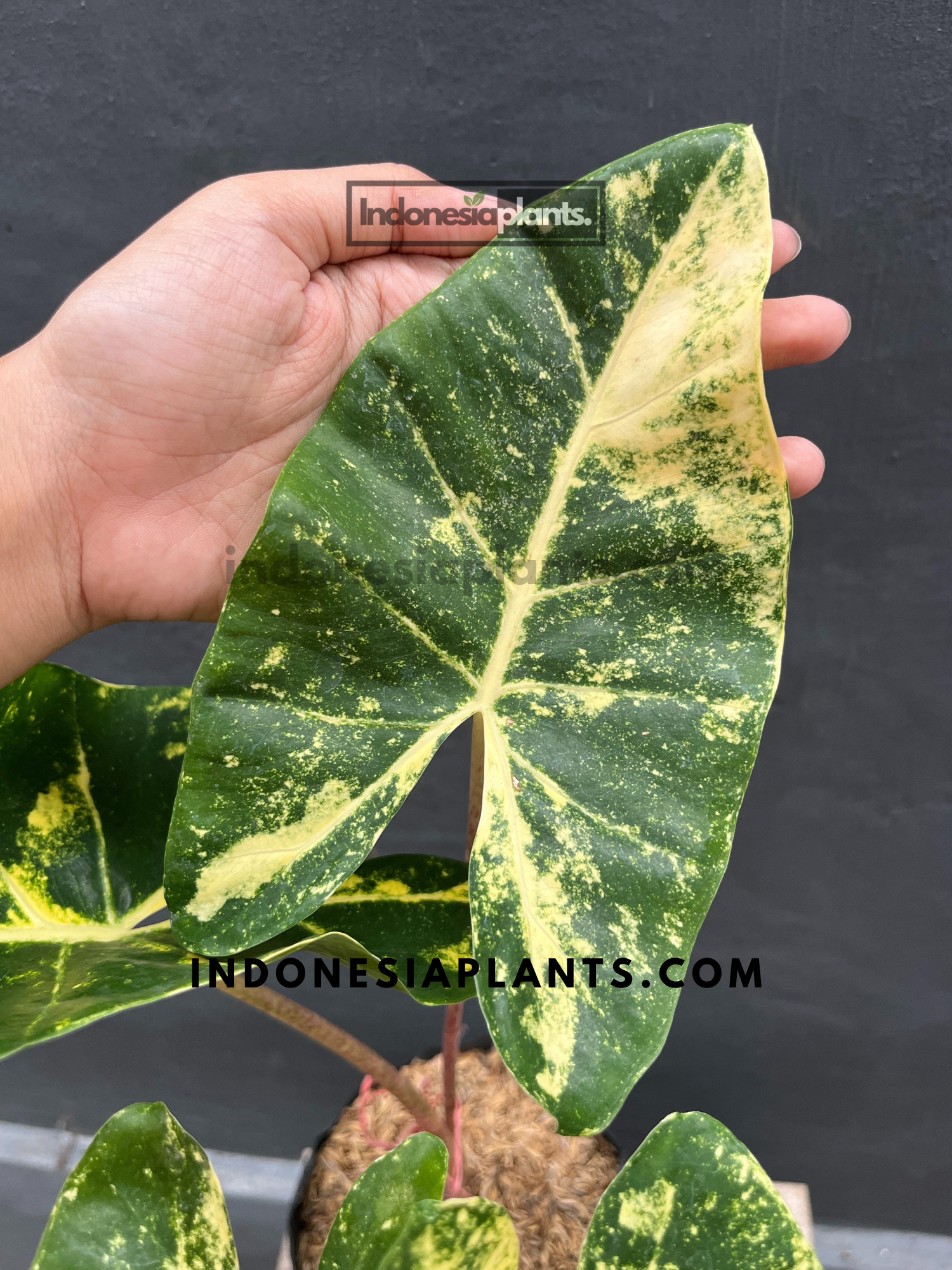 Alocasia New Guinea Gold