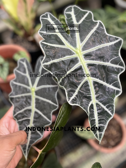 Compact Alocasia Bambino tropical houseplant featuring glossy dark foliage with striking white veins in an indoor nursery setting.