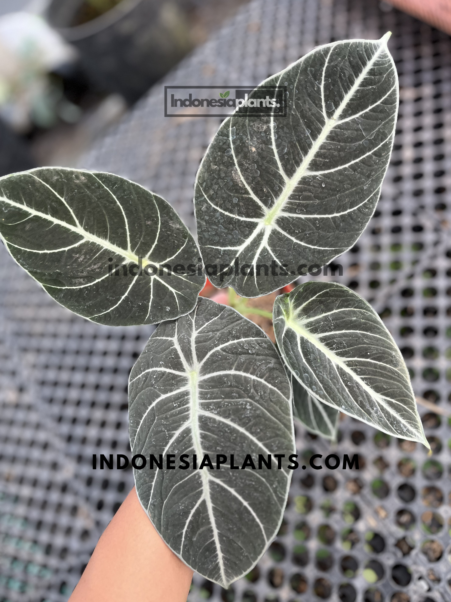 Compact Alocasia Black Velvet tropical houseplant featuring four velvety black-green leaves with bold white veins in an indoor nursery.