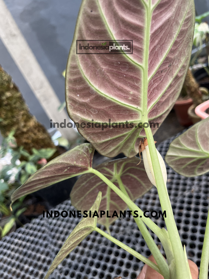 Underside of an Alocasia Black Velvet leaf showing rich burgundy-purple coloring and prominent green veins on a healthy tropical houseplant.