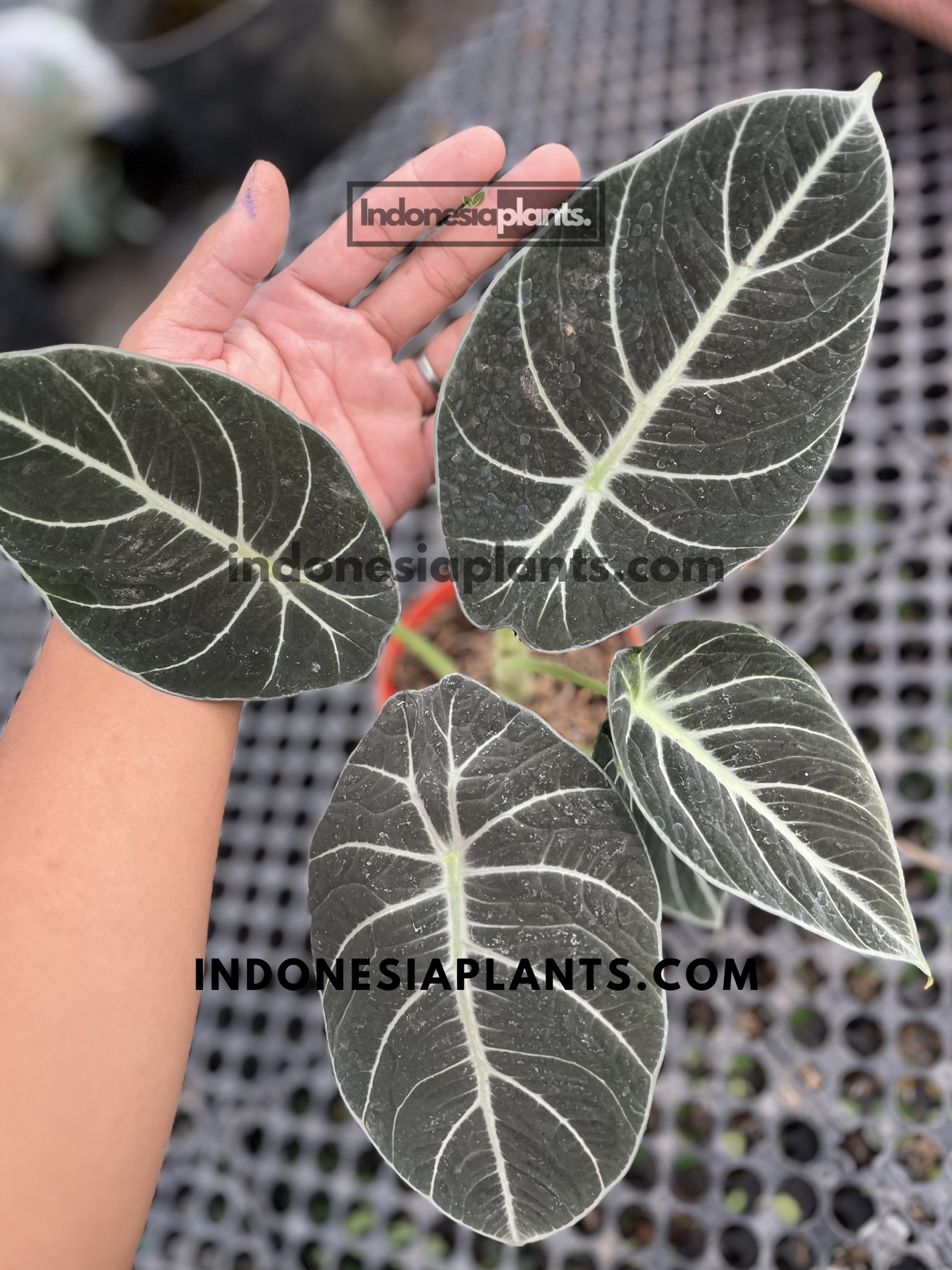 Healthy Alocasia Black Velvet live plant with velvety dark leaves and bright silvery-white veins growing in a nursery pot.