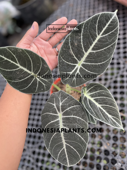 Healthy Alocasia Black Velvet live plant with velvety dark leaves and bright silvery-white veins growing in a nursery pot.