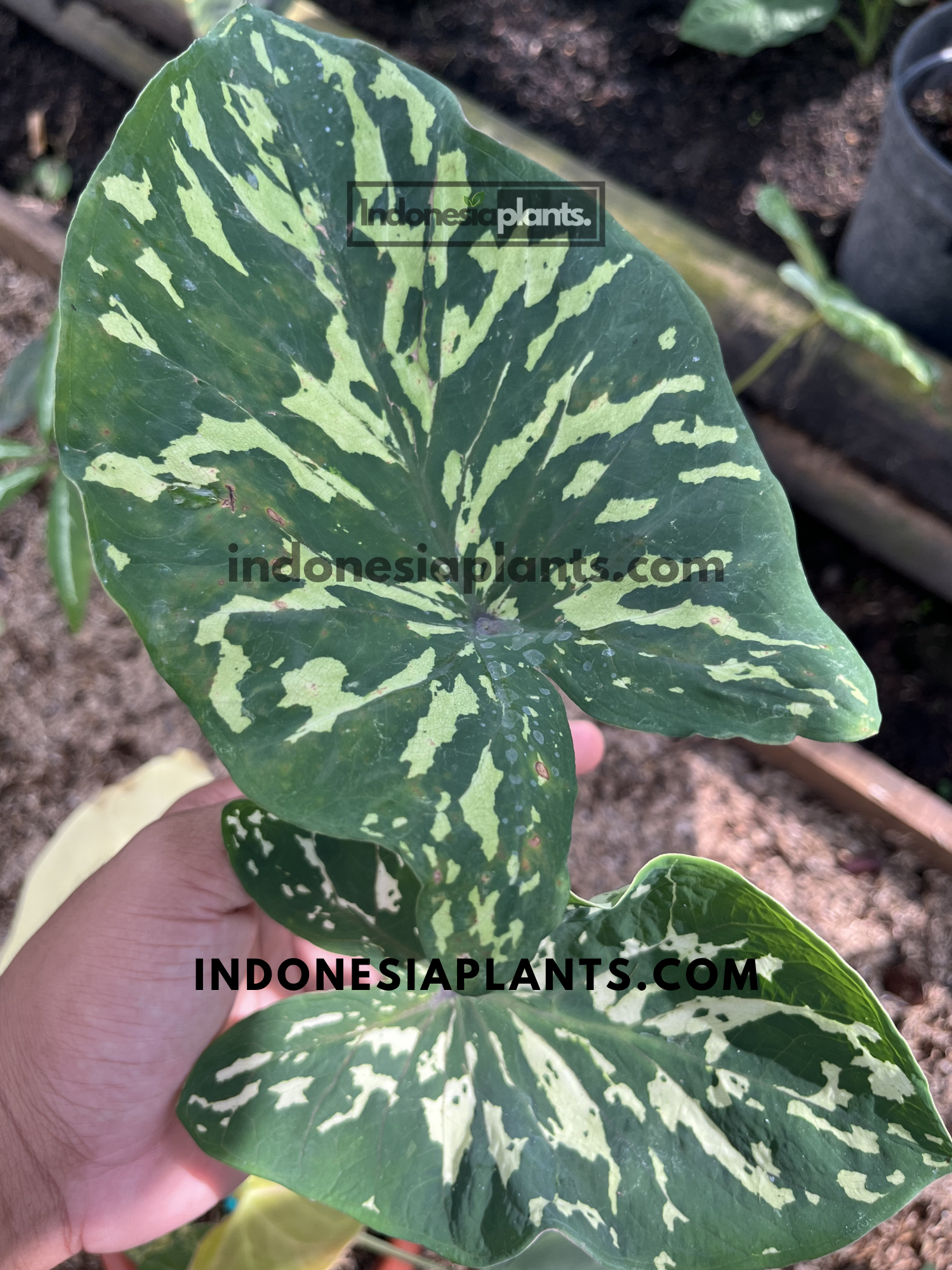 Young Alocasia Hilo Beauty live plant with dark green arrow-shaped leaves featuring striking lime camouflage variegation.