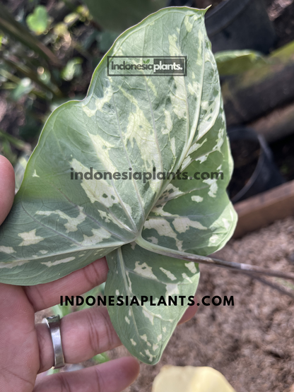 Underside of an Alocasia Hilo Beauty leaf displaying pale green coloring with creamy variegation and prominent veins on a healthy tropical houseplant.