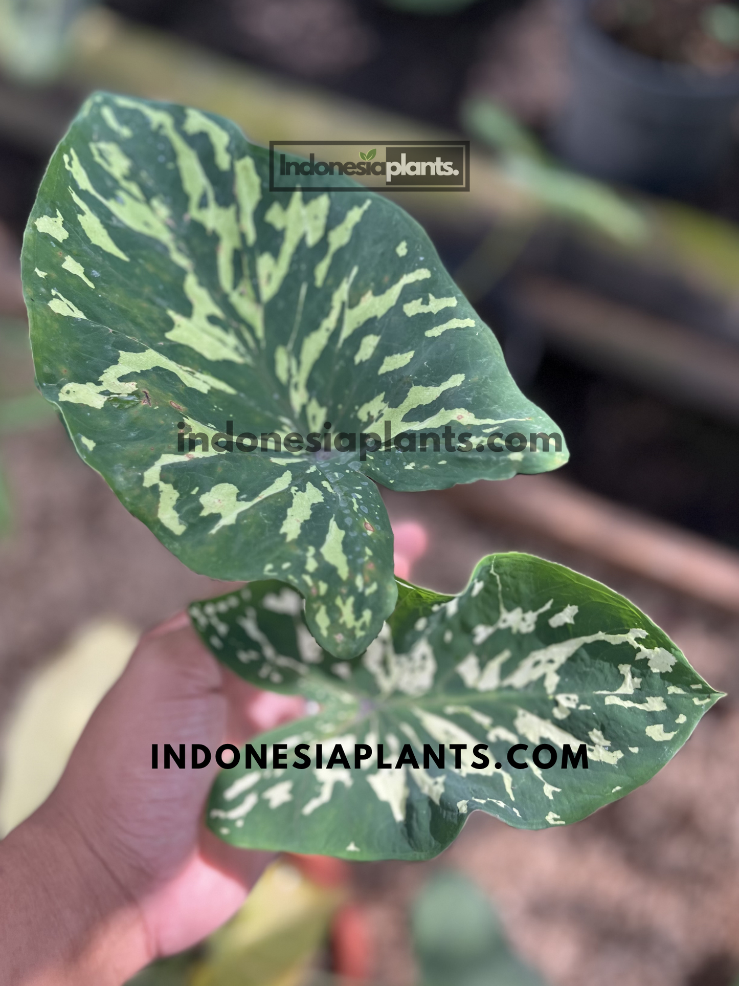 Close-up of Alocasia Hilo Beauty tropical houseplant showcasing large green leaves with unique cream camouflage variegation and healthy growth.