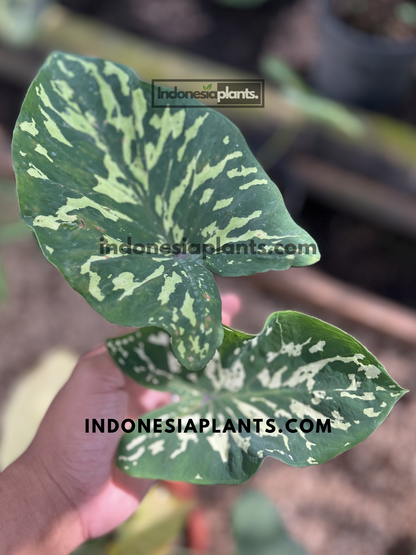 Close-up of Alocasia Hilo Beauty tropical houseplant showcasing large green leaves with unique cream camouflage variegation and healthy growth.