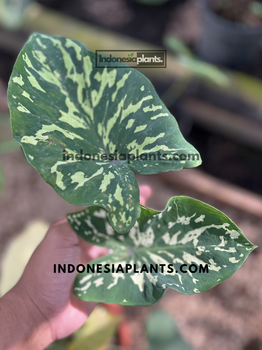 Close-up of Alocasia Hilo Beauty tropical houseplant showcasing large green leaves with unique cream camouflage variegation and healthy growth.