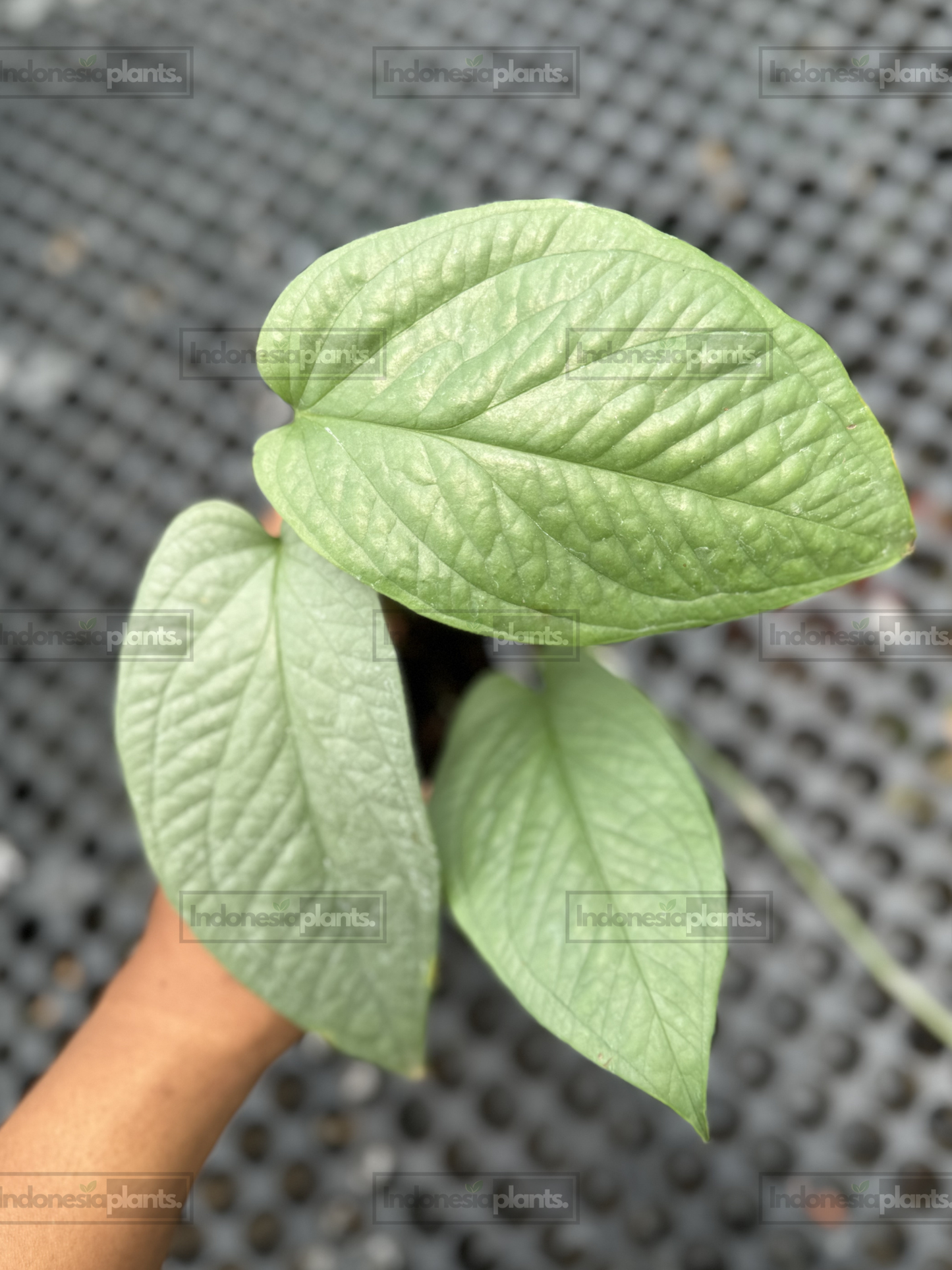 Amydrium Silver live plant displaying textured silver-green heart-shaped foliage.