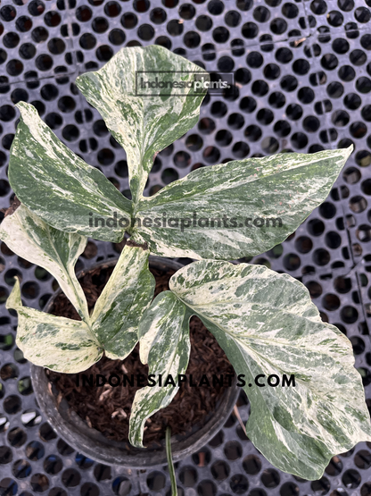 Top view of Amydrium Zippelianum Variegated tropical houseplant featuring beautifully marbled variegated foliage and climbing growth habit.