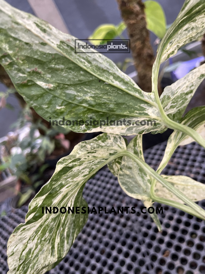 Close-up of Amydrium Zippelianum Variegated leaf underside displaying marbled cream and green variegation on a healthy tropical houseplant.