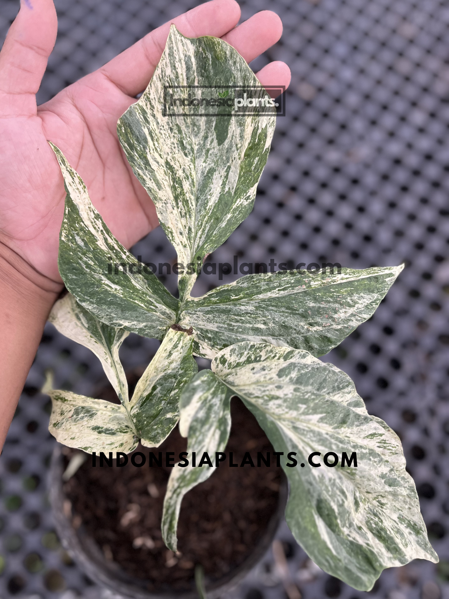 Amydrium Zippelianum Variegated live plant with elongated cream and green marbled leaves growing in a nursery pot.