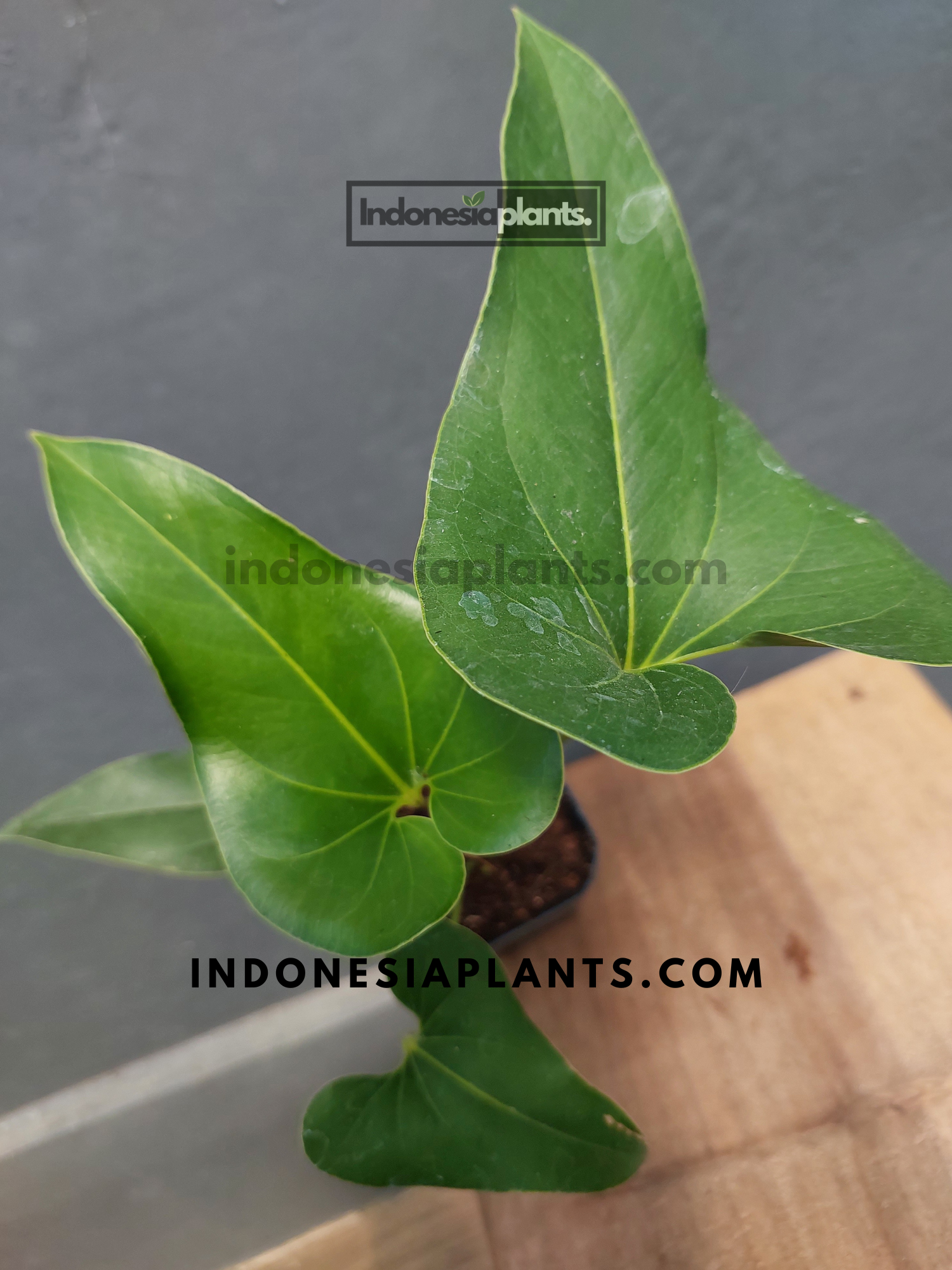 Anthurium Brownii – INDONESIAPLANTS