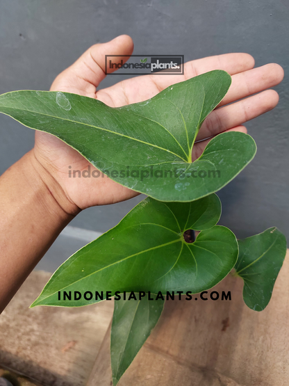 anthurium brownii care Anthurium Brownii – INDONESIAPLANTS