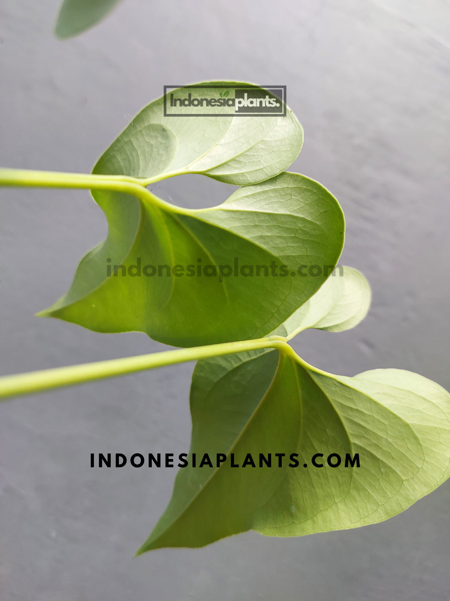 anthurium brownii care Anthurium Brownii – INDONESIAPLANTS