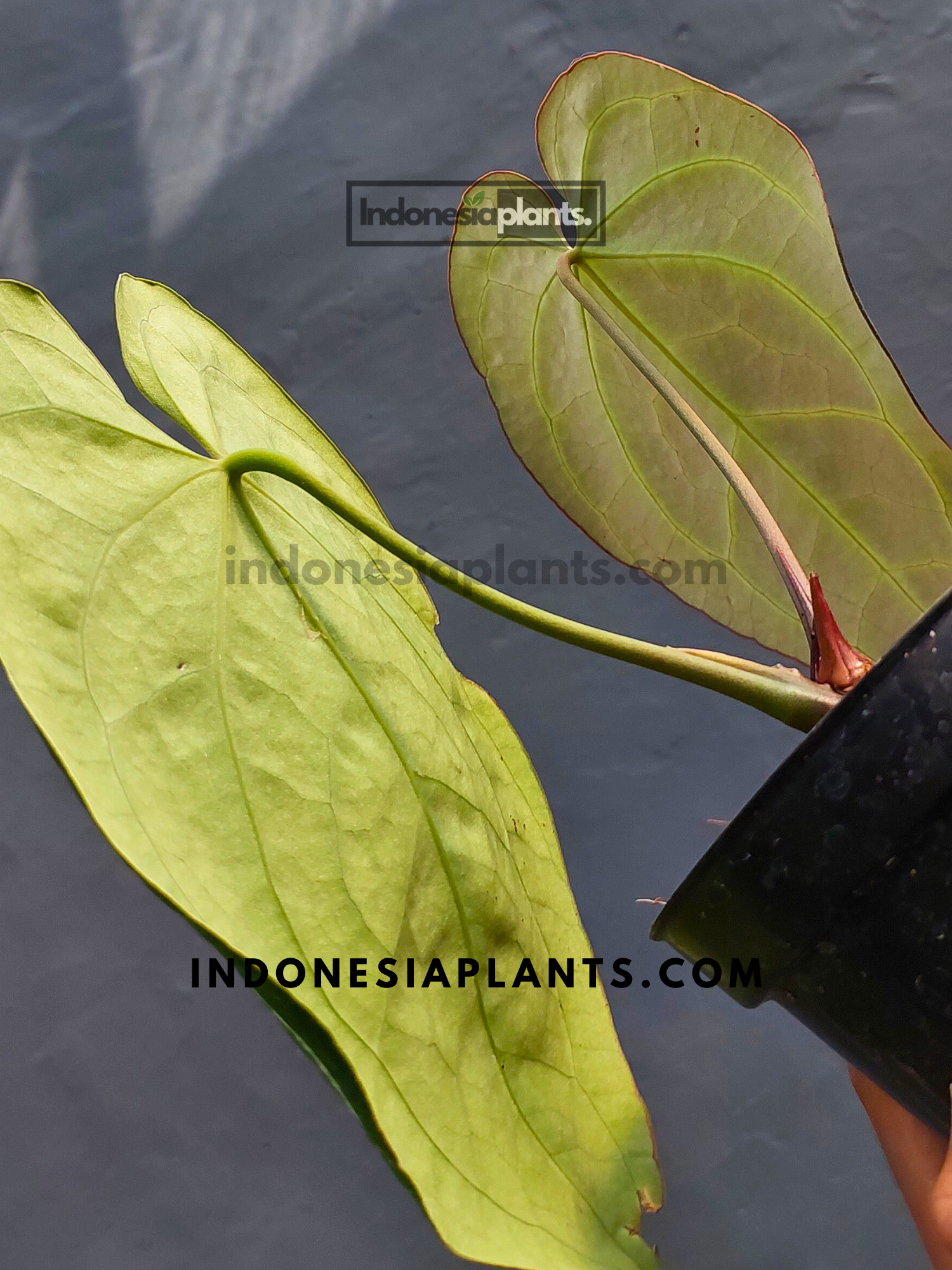 Anthurium Crystallinum Dark Form