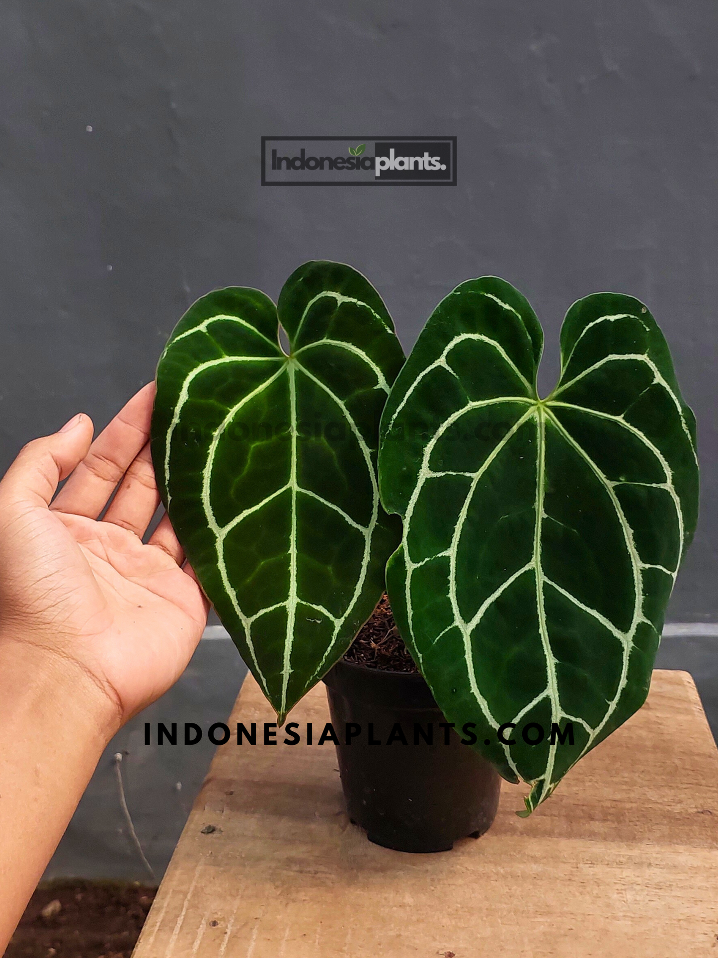 Anthurium Crystallinum Dark Form