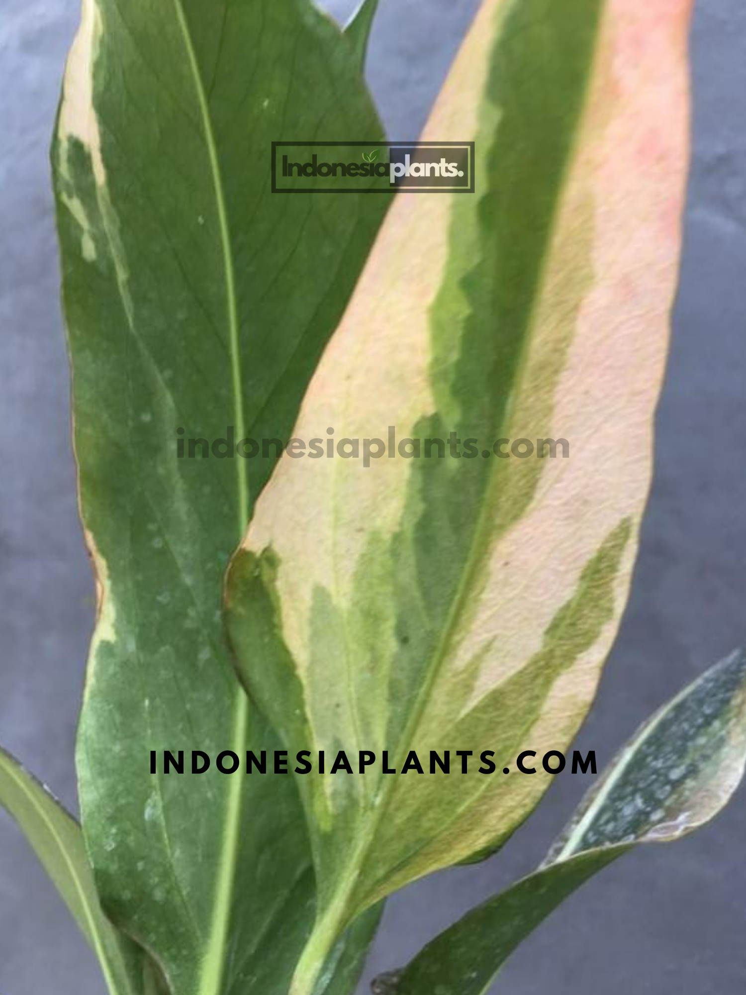 anthurium hookeri pink Anthurium Hookeri Pink Variegated – INDONESIAPLANTS