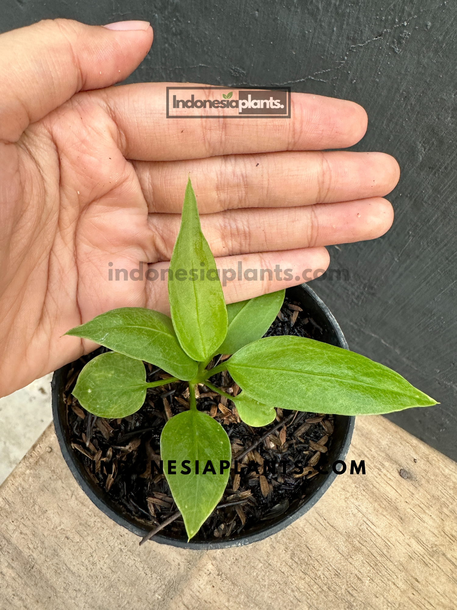 Anthurium Vittarifolium baby size