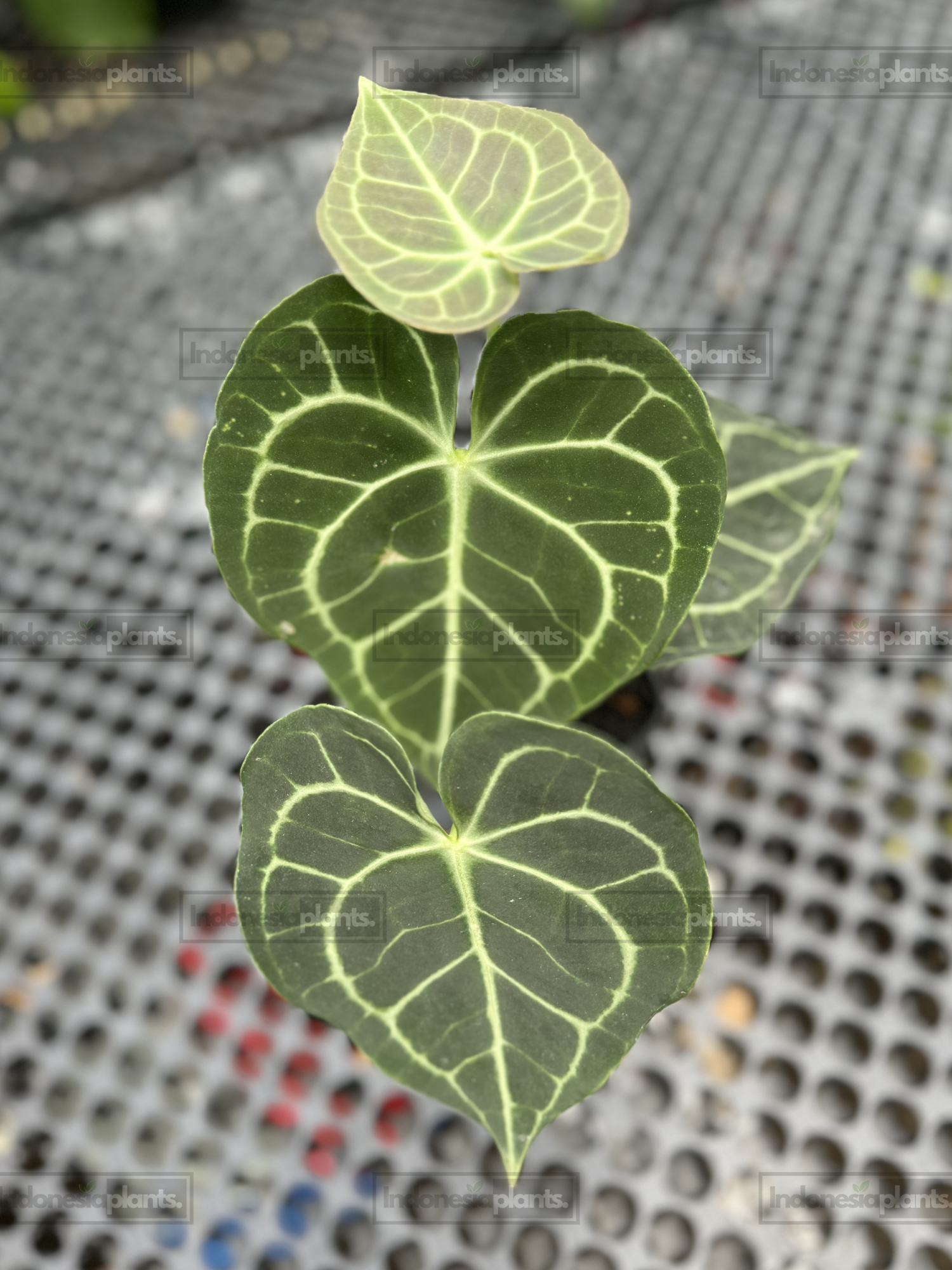 Healthy Anthurium Clarinervium medium specimen displaying contrasting white venation on deep green leaves.