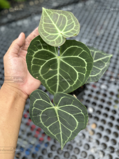 Medium-sized Anthurium Clarinervium with dark velvety heart-shaped leaves and prominent white veins.