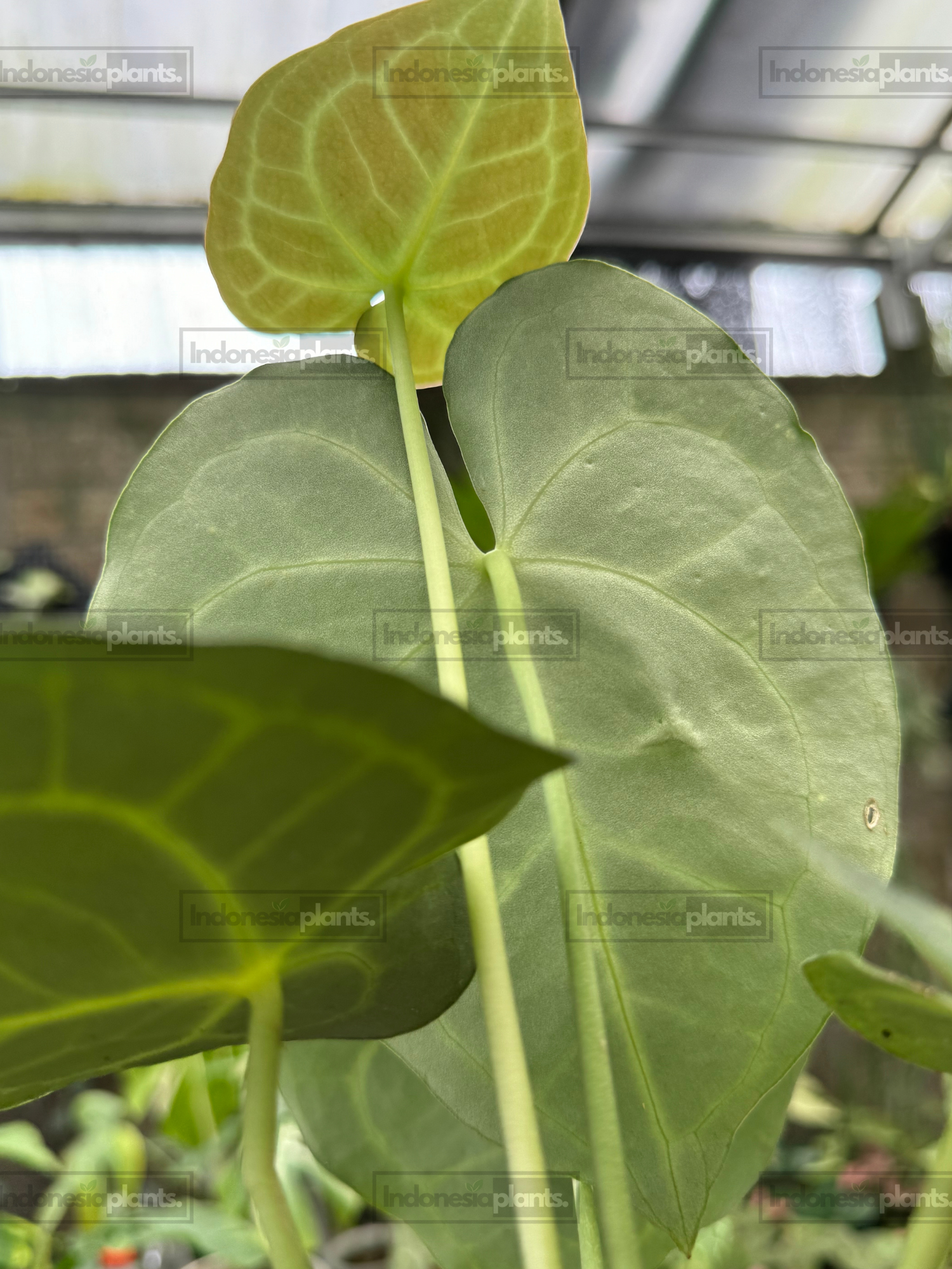 Underside view of Anthurium Clarinervium foliage showing leaf structure and developing new growth.
