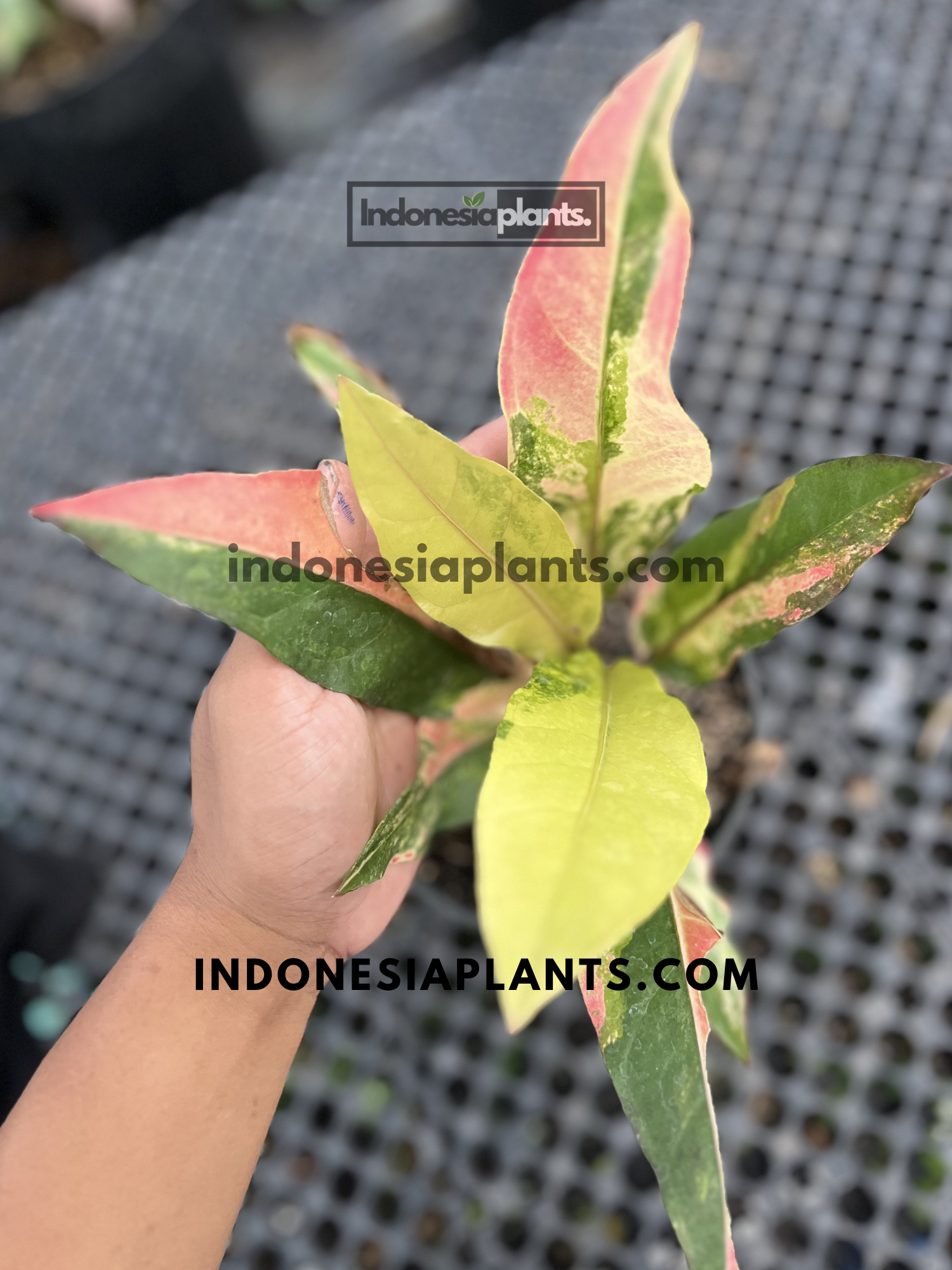 Top view of Anthurium Hookeri Pink Tricolor displaying colorful pink, cream, green, and bright yellow emerging leaves.