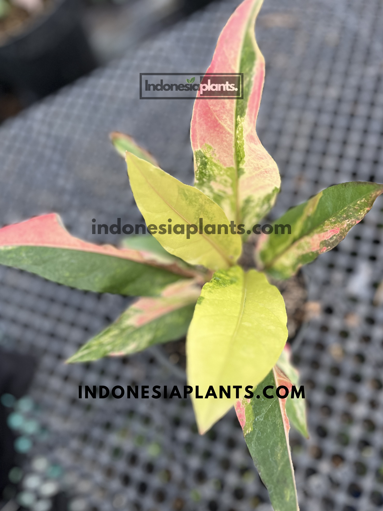 Anthurium Hookeri Pink Tricolor tropical houseplant featuring vibrant tricolor variegated foliage with unique patterns.