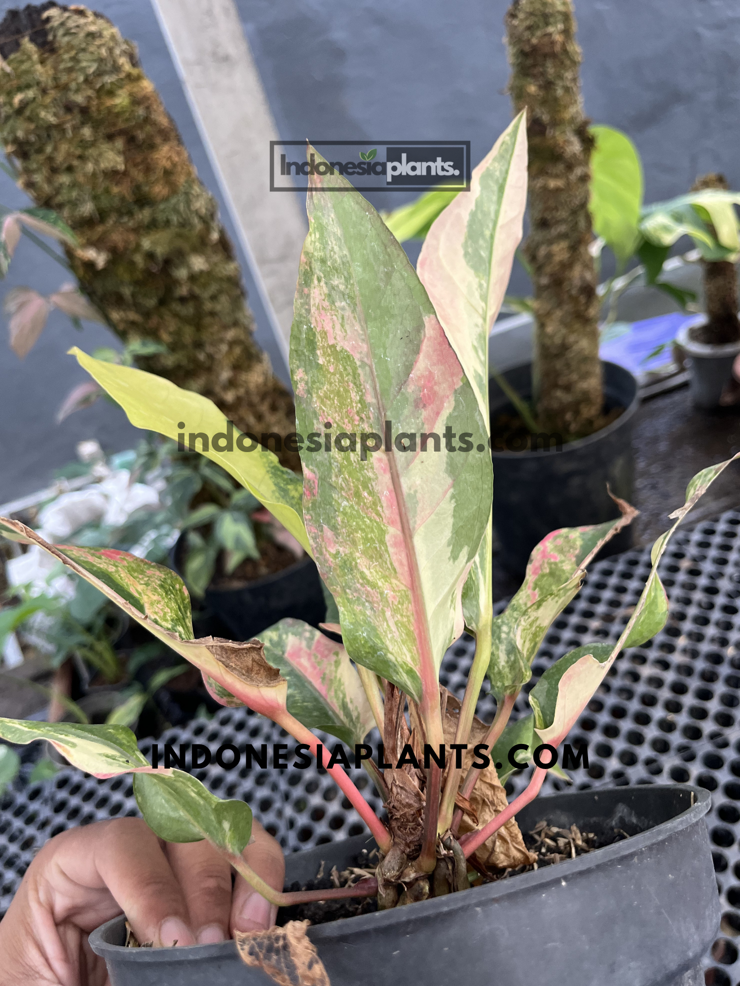 Anthurium Hookeri Pink Tricolor live plant with green, cream, and pink variegated foliage growing in a nursery pot.