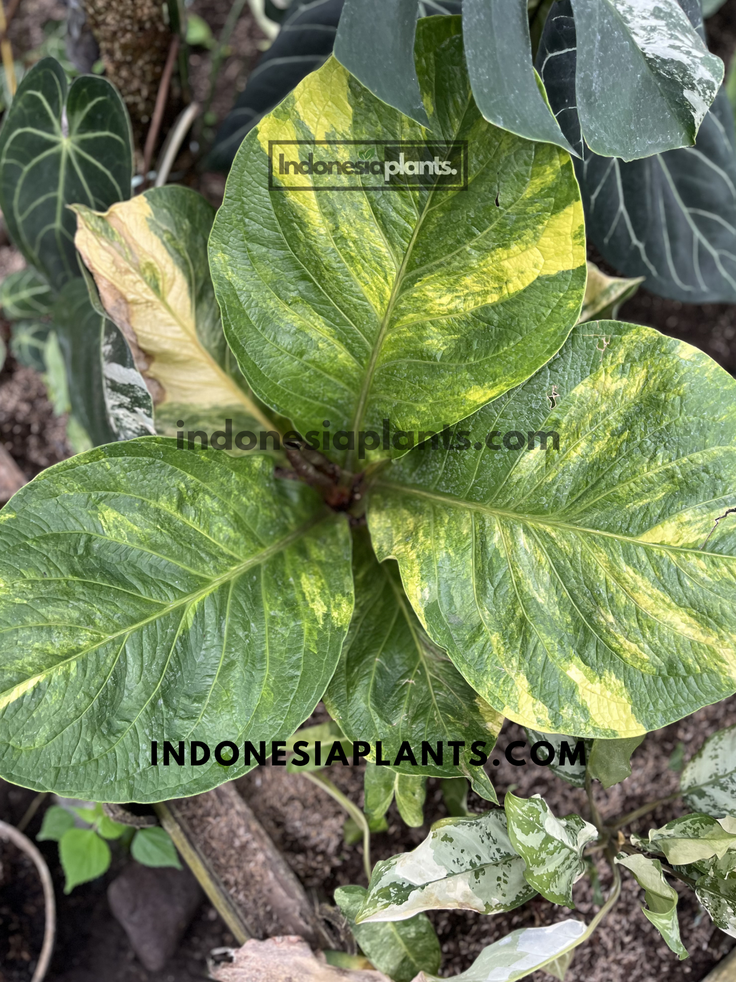 Top view of Anthurium Jenmanii Yellow Variegated showcasing broad green leaves with unique yellow variegation patterns.