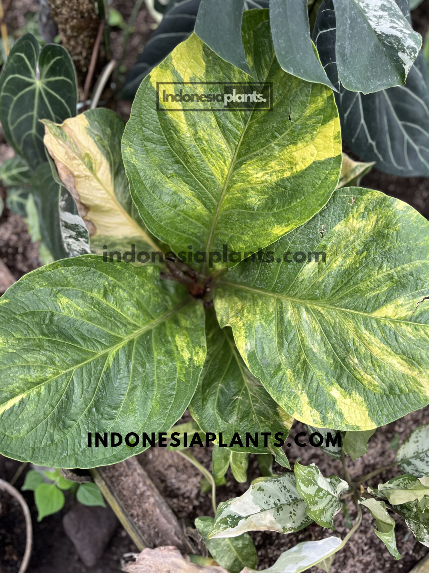 Top view of Anthurium Jenmanii Yellow Variegated showcasing broad green leaves with unique yellow variegation patterns.