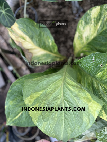 Close-up of Anthurium Jenmanii Yellow Variegated featuring broad glossy leaves with yellow marbled variegation.
