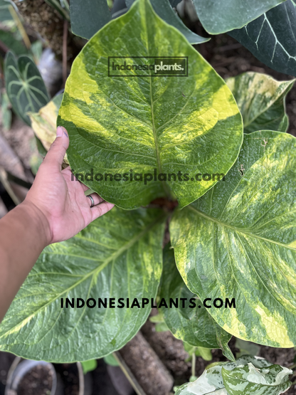 Large Anthurium Jenmanii Yellow Variegated live plant displaying impressive yellow variegated foliage in a tropical nursery.