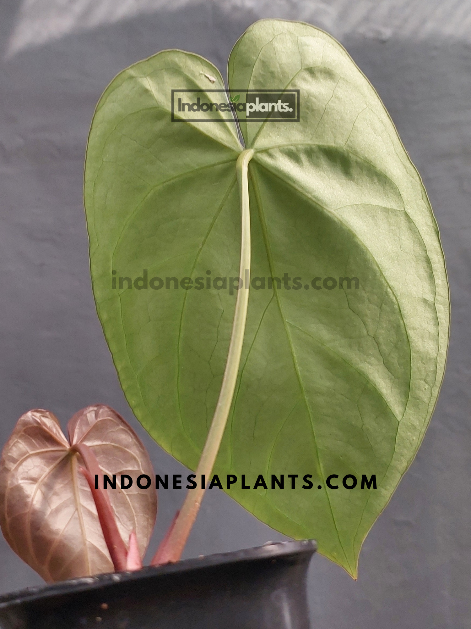 anthurium magnificum common name Anthurium Magnificum – INDONESIAPLANTS