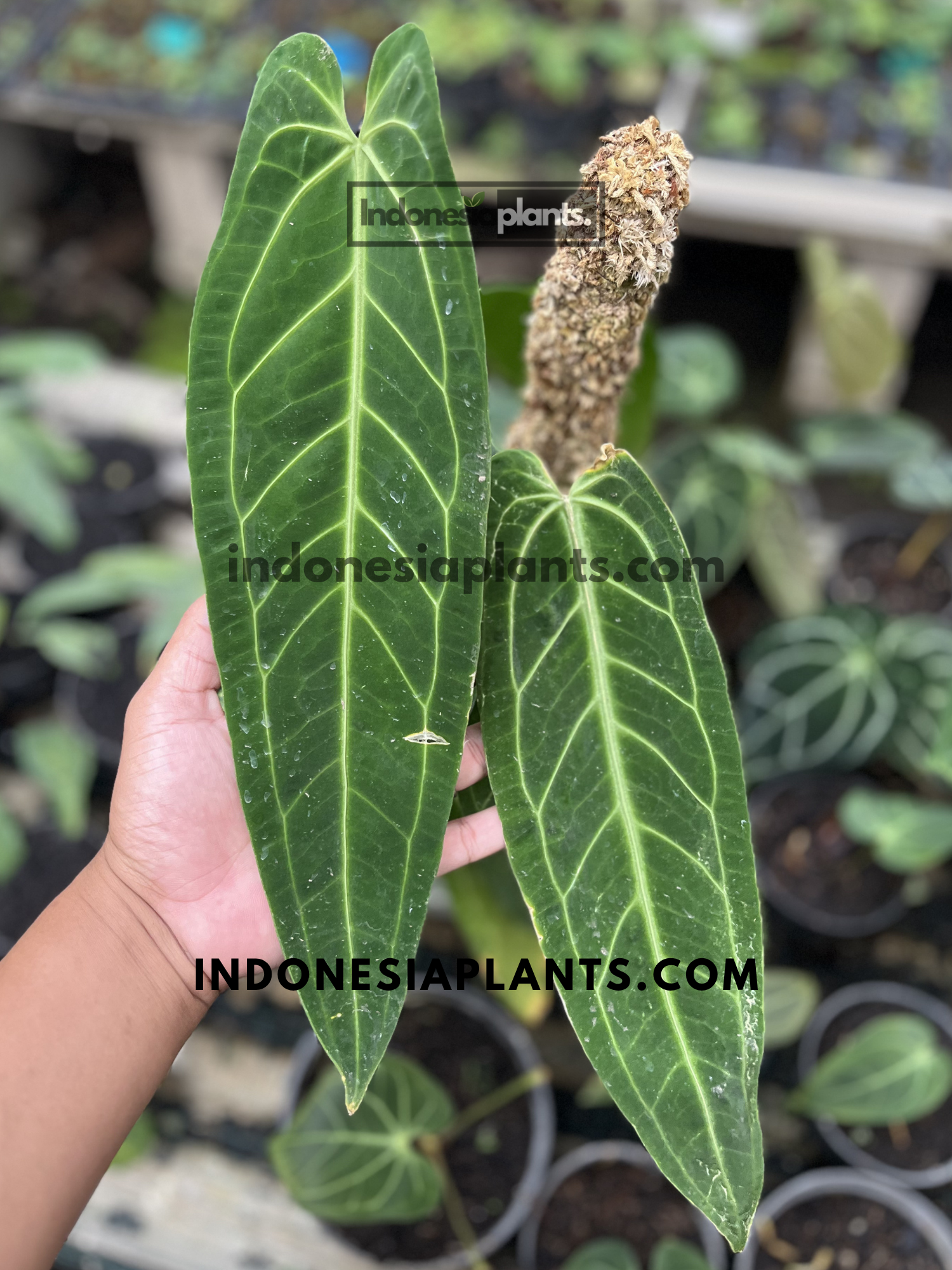 Two elongated velvet leaves of Anthurium Queen Warocqueanum displaying striking silver venation in a tropical nursery.