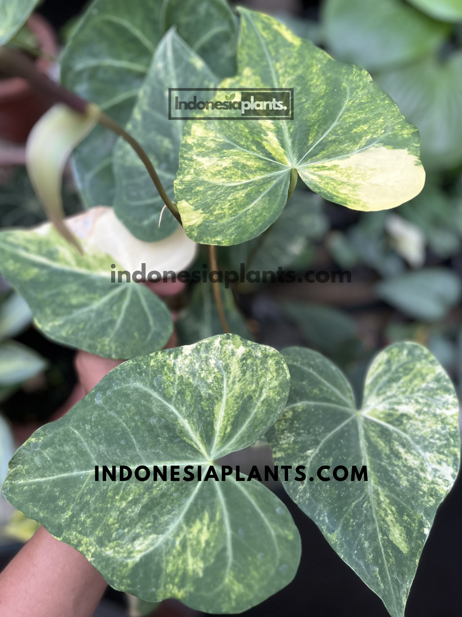 Close-up of Anthurium Sweet Love Variegated showcasing elegant green foliage with creamy yellow variegation throughout the leaves.