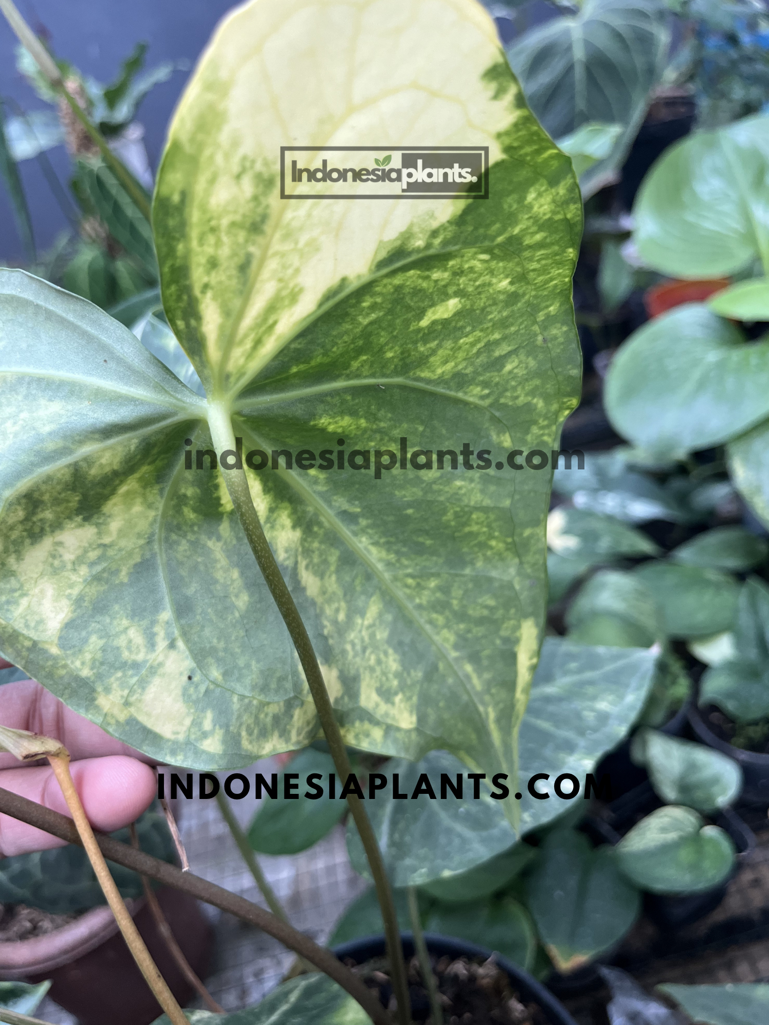 Back view of Anthurium Sweet Love Variegated leaf displaying creamy yellow and green marbled variegation.