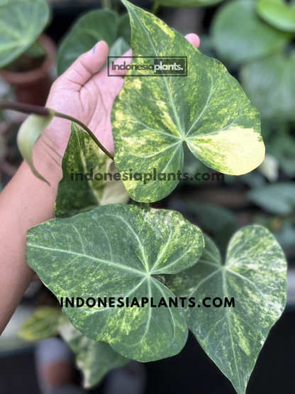 Anthurium Sweet Love Variegated live plant with multiple heart-shaped leaves featuring unique yellow and cream marbling.