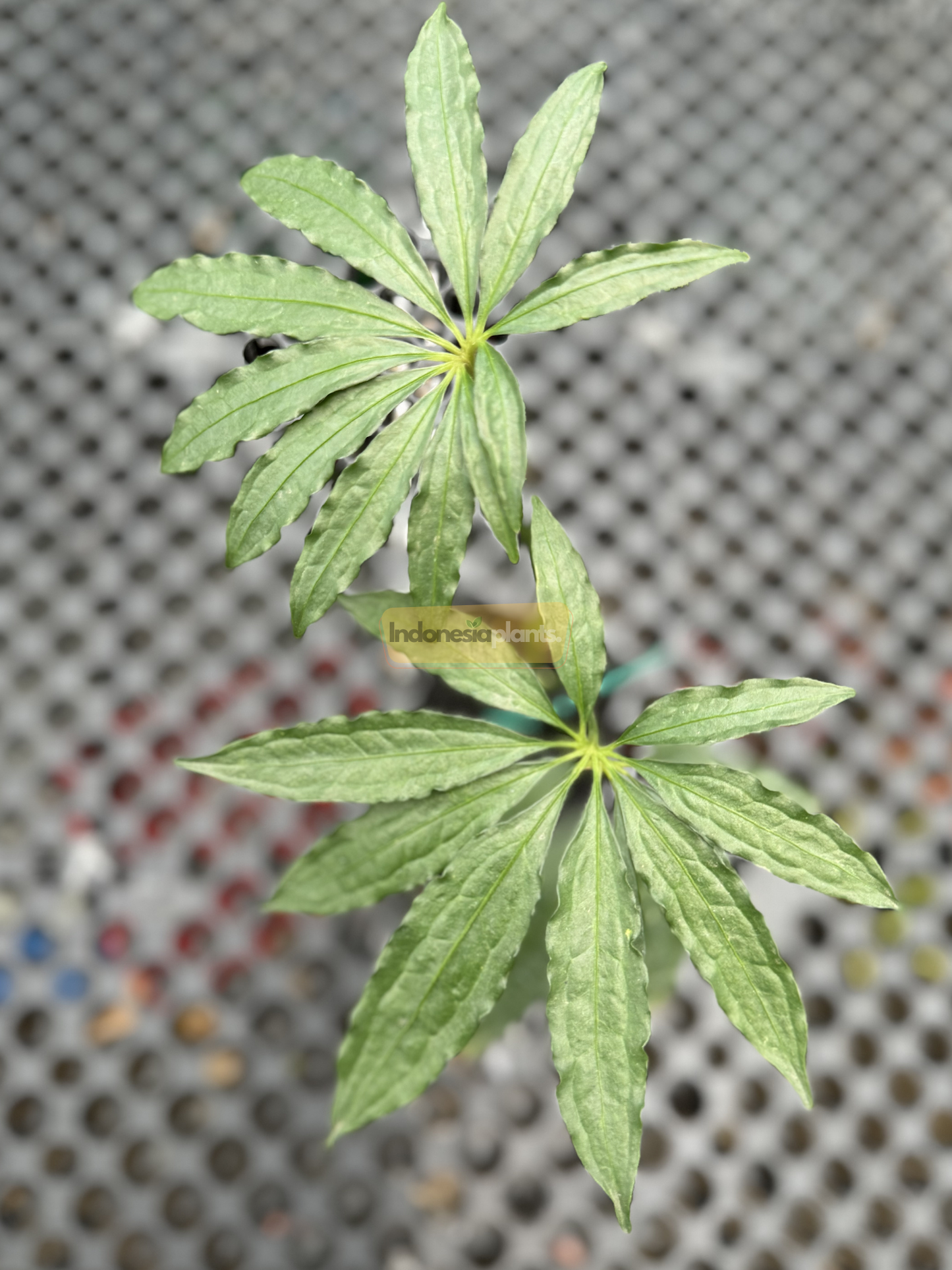 Top-down view of Anthurium Tweed showing two fully unfurled, deeply lobed leaves shaped like leafy starbursts against a perforated greenhouse floor.

A hand holding one leaf of Anthurium Tweed to show scale, highlighting the elegant, multi-lobed structure of its foliage with visible veins.

Close-up shot of Anthurium Tweed taken from below, showing bright green leaves with slender finger-like lobes and long petioles reaching upward in filtered light.