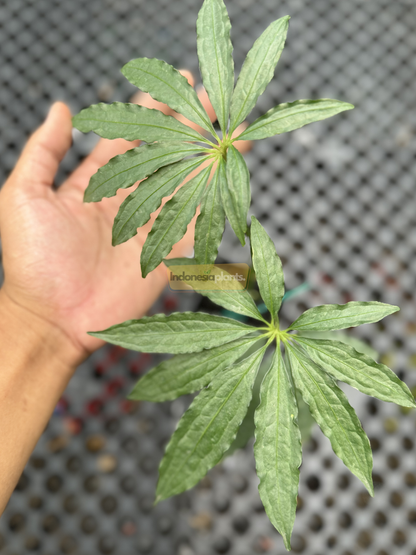 Top-down view of Anthurium Tweed showing two fully unfurled, deeply lobed leaves shaped like leafy starbursts against a perforated greenhouse floor.

A hand holding one leaf of Anthurium Tweed to show scale, highlighting the elegant, multi-lobed structure of its foliage with visible veins.

Close-up shot of Anthurium Tweed taken from below, showing bright green leaves with slender finger-like lobes and long petioles reaching upward in filtered light.