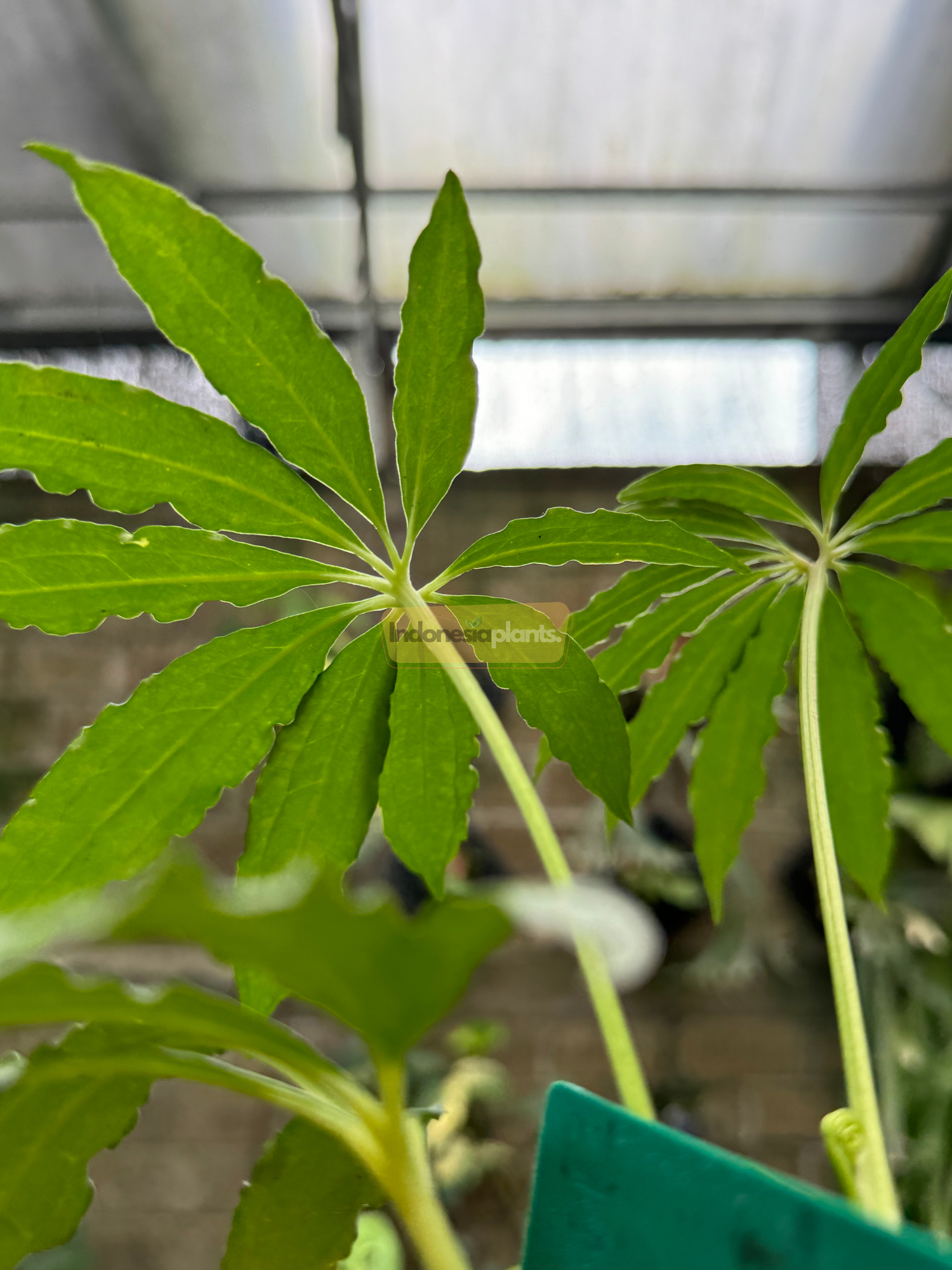 Top-down view of Anthurium Tweed showing two fully unfurled, deeply lobed leaves shaped like leafy starbursts against a perforated greenhouse floor.

A hand holding one leaf of Anthurium Tweed to show scale, highlighting the elegant, multi-lobed structure of its foliage with visible veins.

Close-up shot of Anthurium Tweed taken from below, showing bright green leaves with slender finger-like lobes and long petioles reaching upward in filtered light.