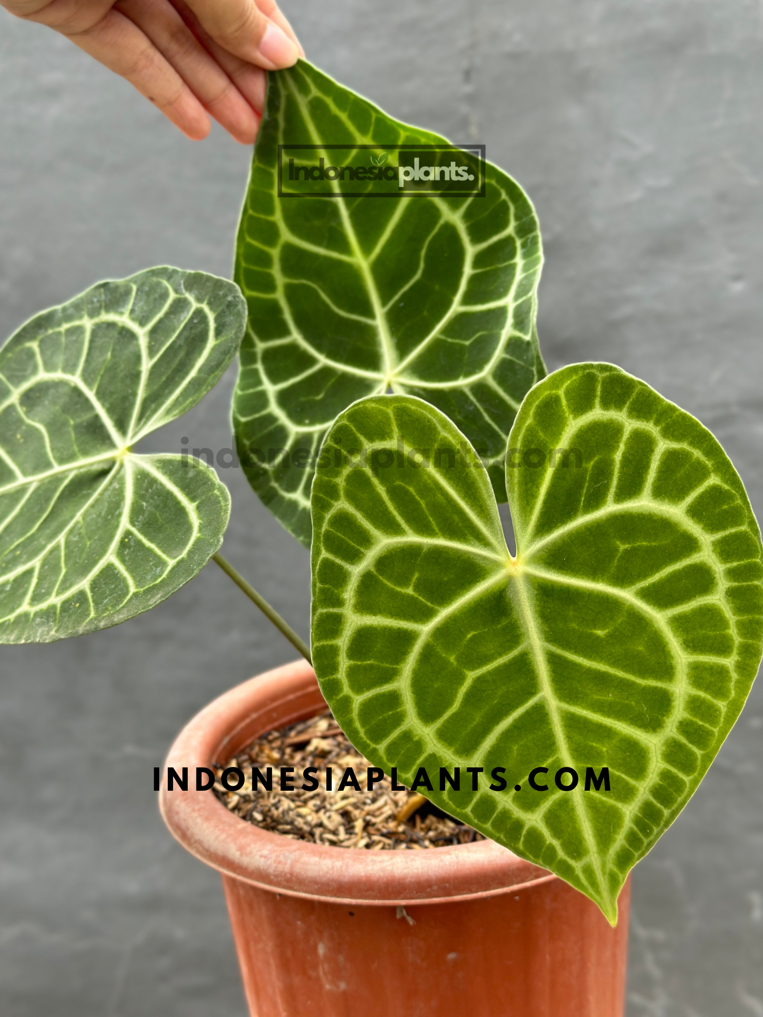 Anthurium Clarinervium groß