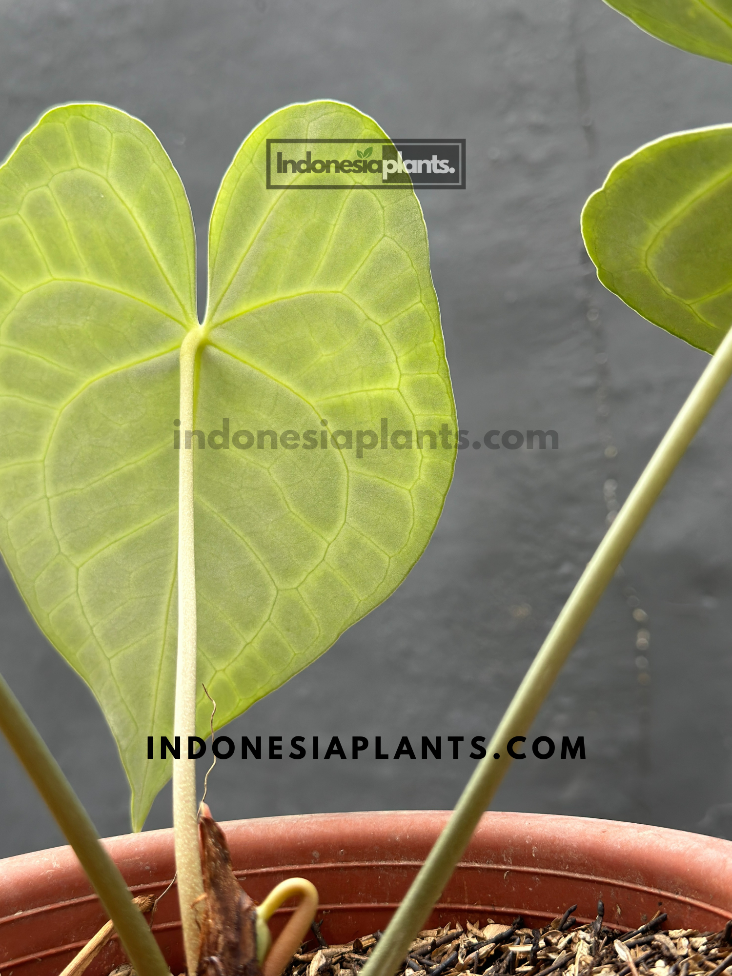 anthurium clarinervium large Anthurium Clarinervium Size Large – INDONESIAPLANTS