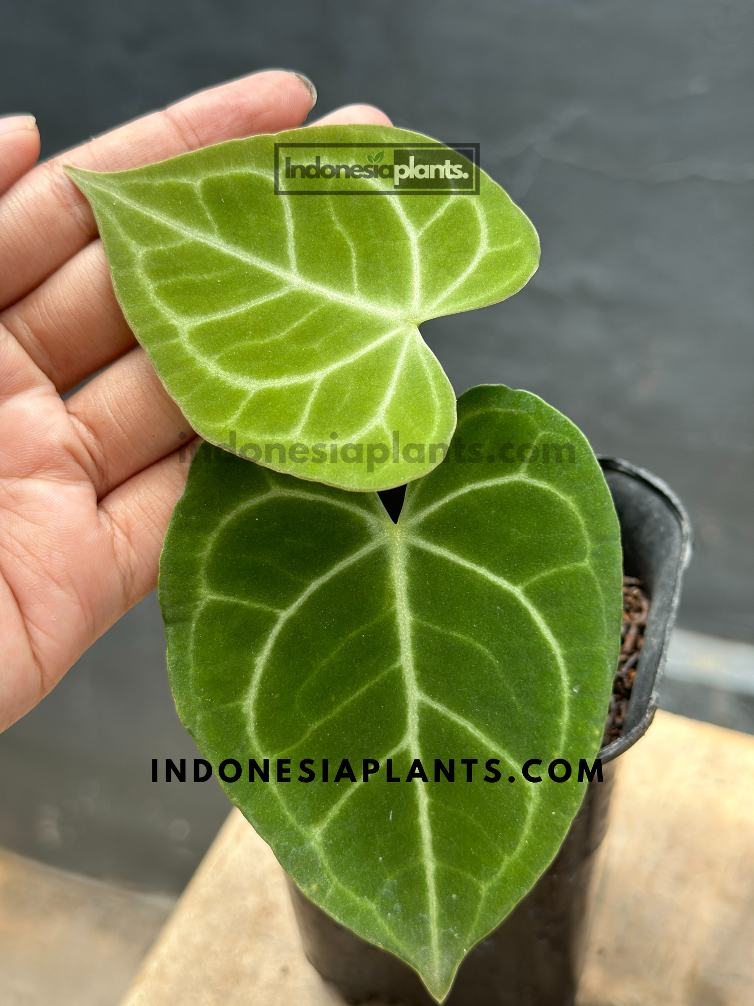 Anthurium Clarinervium Small Size