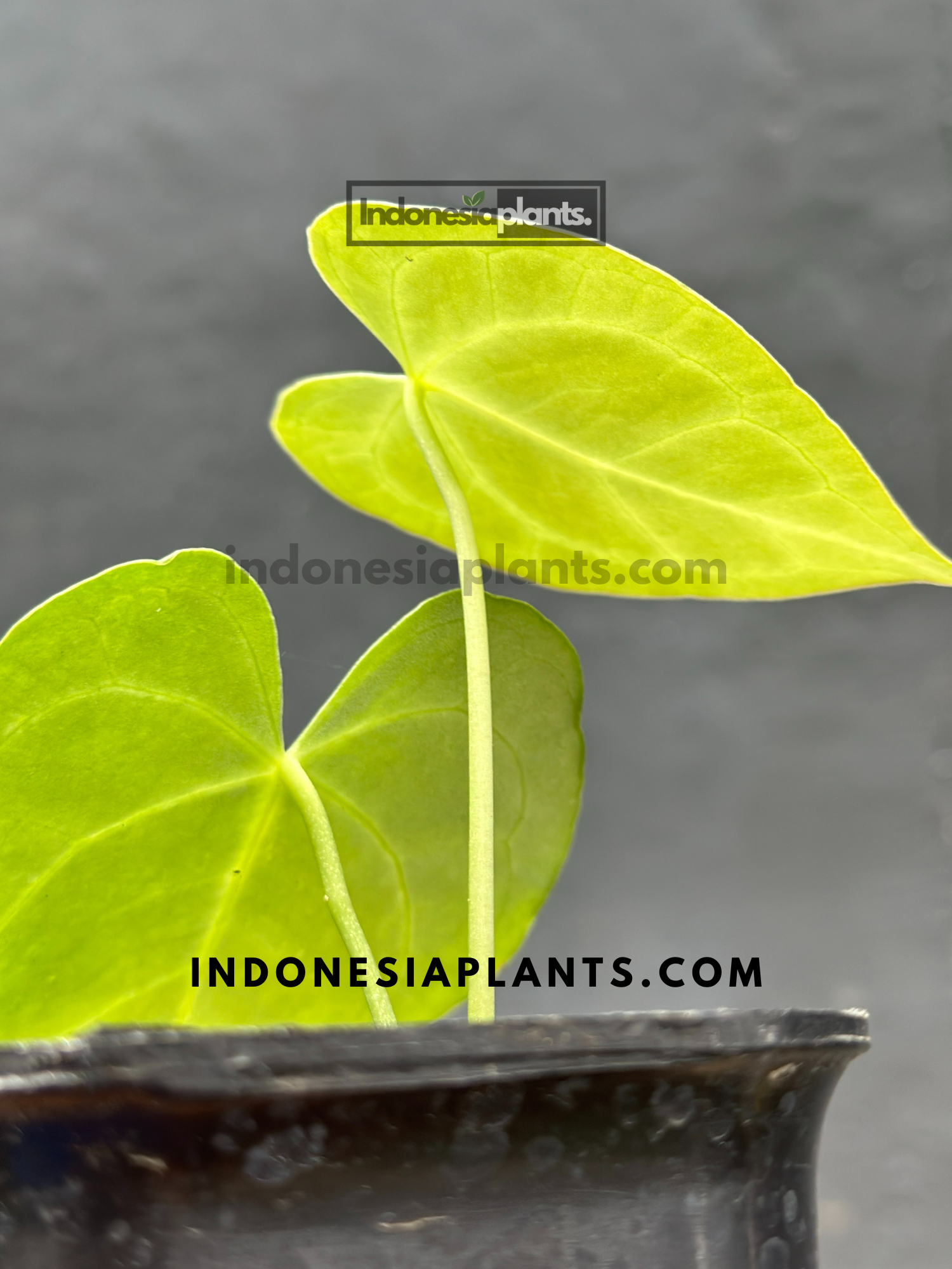 anthurium compacta Anthurium Clarinervium Small Size – INDONESIAPLANTS