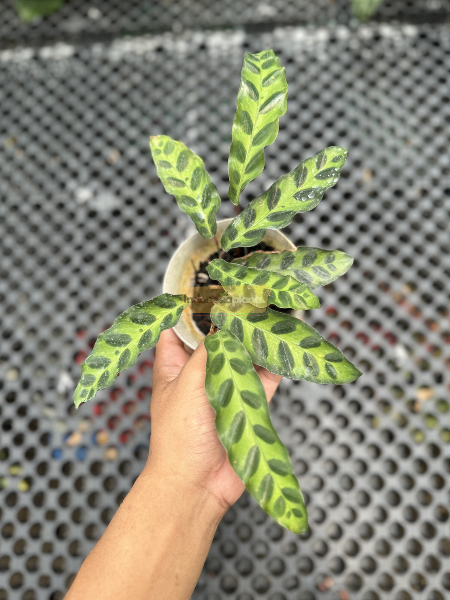 Close-up view of a Calathea Goeppertia insignis held in hand, showcasing its signature rattlesnake-patterned green leaves with dark markings.

Backside detail of a Rattlesnake Prayer Plant leaf revealing its rich maroon color and subtle waves along the edge.

Top view of a potted Calathea Goeppertia insignis displaying full foliage with vibrant green and dark patterned leaves.