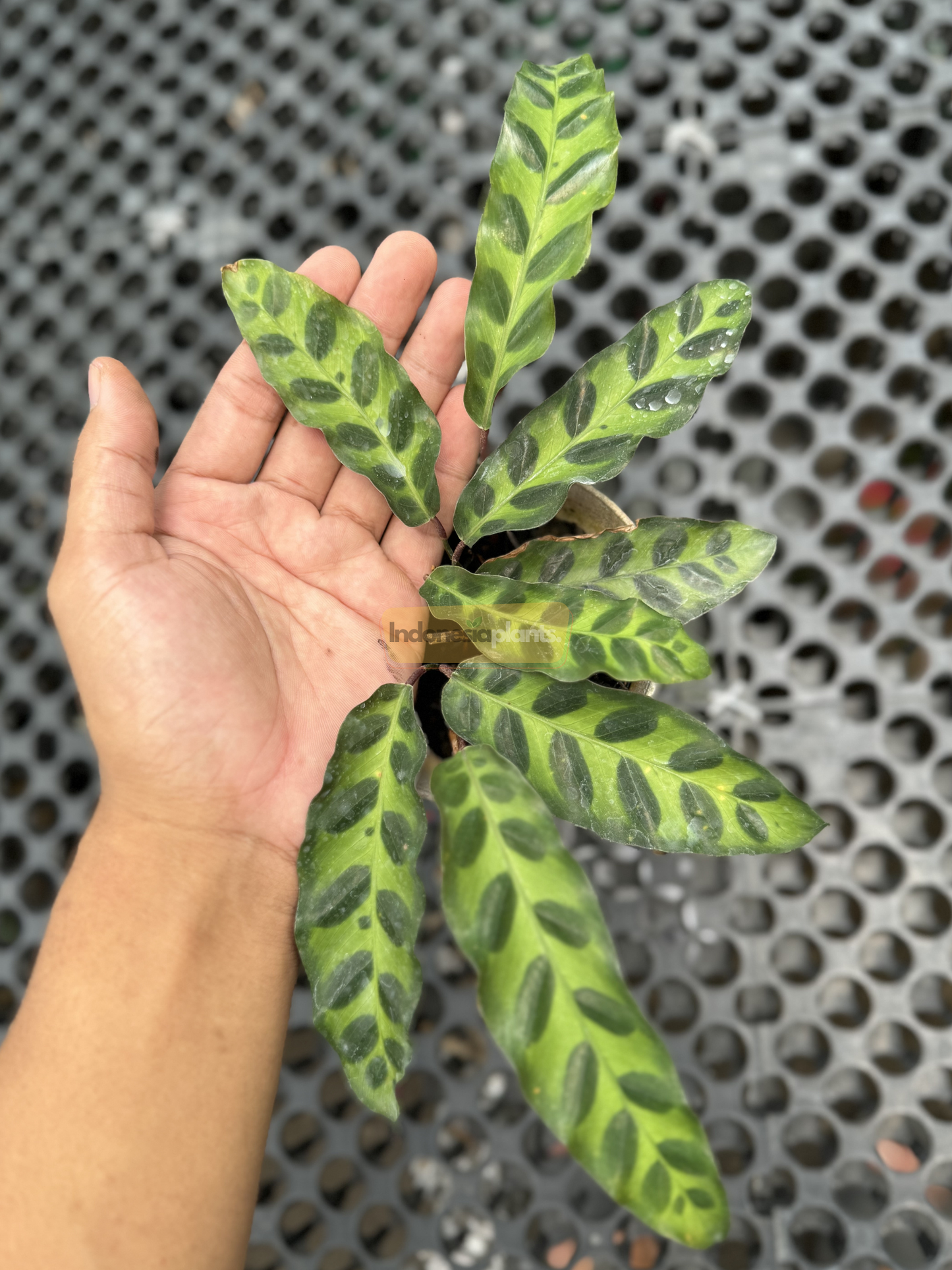 Close-up view of a Calathea Goeppertia insignis held in hand, showcasing its signature rattlesnake-patterned green leaves with dark markings.

Backside detail of a Rattlesnake Prayer Plant leaf revealing its rich maroon color and subtle waves along the edge.

Top view of a potted Calathea Goeppertia insignis displaying full foliage with vibrant green and dark patterned leaves.