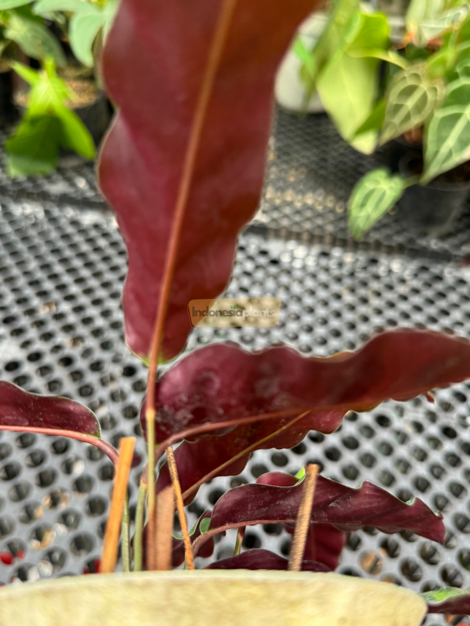 Close-up view of a Calathea Goeppertia insignis held in hand, showcasing its signature rattlesnake-patterned green leaves with dark markings.

Backside detail of a Rattlesnake Prayer Plant leaf revealing its rich maroon color and subtle waves along the edge.

Top view of a potted Calathea Goeppertia insignis displaying full foliage with vibrant green and dark patterned leaves.