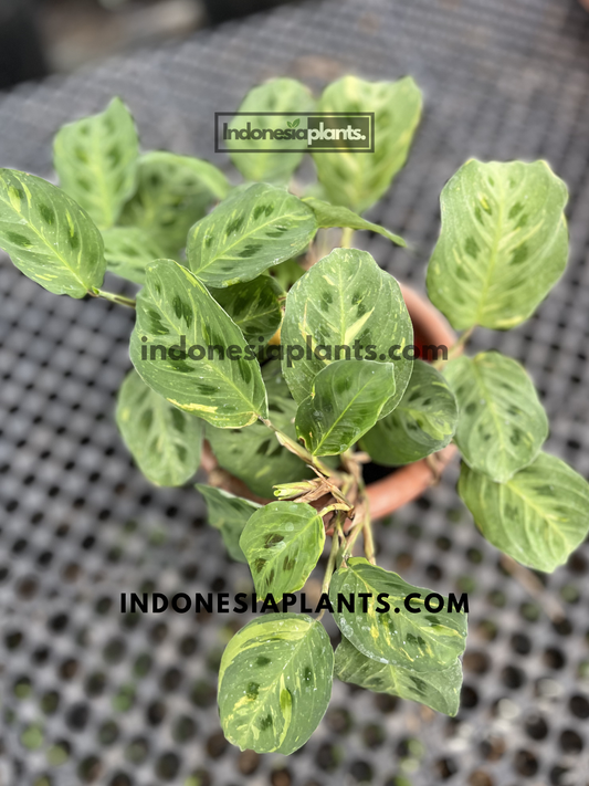 Top view of Calathea Maranta Leuconeura Var. Erythroneura showcasing dense foliage with feather-like markings and soft yellow variegation