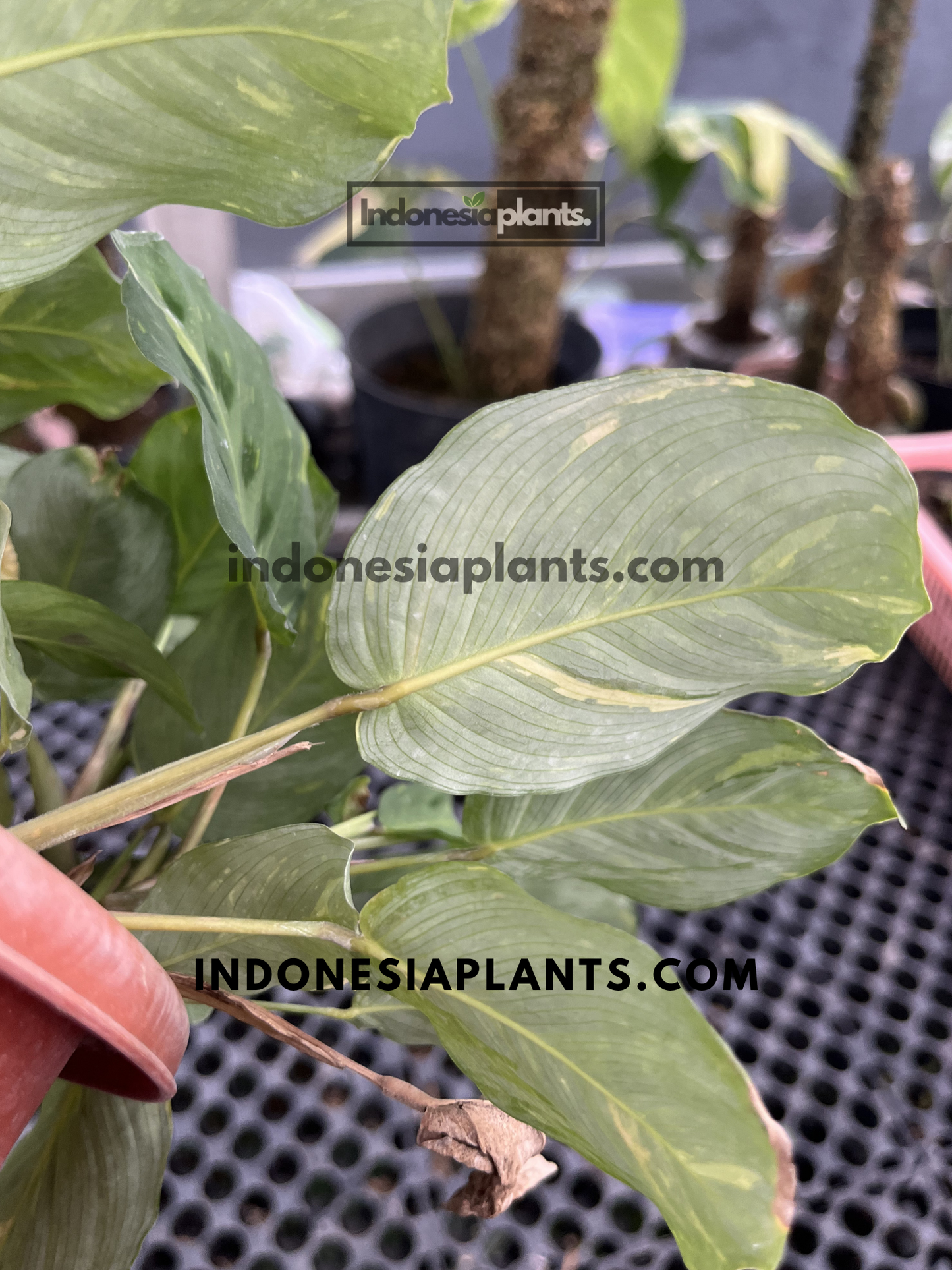 Back view of Calathea Maranta Leuconeura Var. Erythroneura leaf displaying soft green tones with subtle yellow variegation.